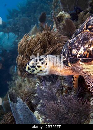 Hawksbill Meeresschildkröte (Eretmochelys imbricata) auf einem Korallenriffe, seltenes Tier in seinem natürlichen Lebensraum, Florida Keys, Vereinigte Staaten, Atlantik, Farbe Stockfoto