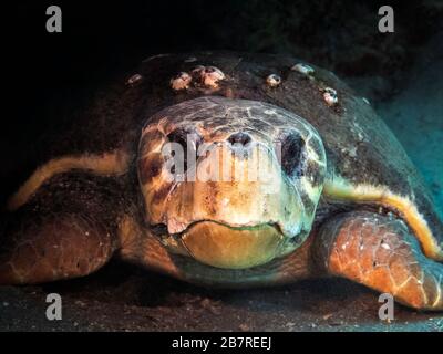 Nahaufnahme frontaler Blick auf eine Loggerkopfschildkröte (Caretta caretta), die auf dem Meeresboden ruht, Jupiter, Florida, Vereinigte Staaten, Atlantik, Farbe Stockfoto