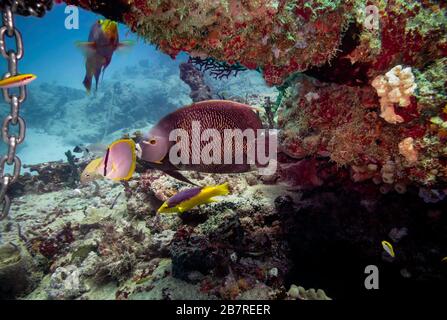 Bunte tropische Fische auf dem künstlichen Riff der Armee-Panzer in der Biscayne Bay vor Miami und Miami Beach, Florida, Vereinigte Staaten, Atlantik, Farbe Stockfoto