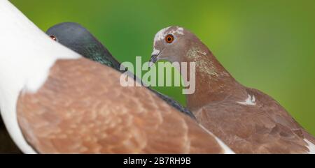 Nahaufnahme der Taubengruppe auf einem grün verschwommenen Hintergrund.Seitenansicht. Stockfoto