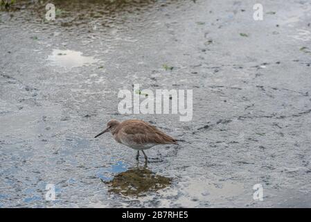 Coastal Willet Bird Sucht Nach Nahrung Stockfoto