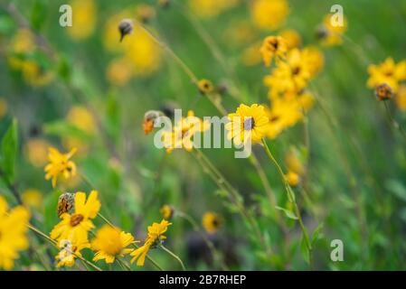 Sonnenblumen an der Küste in der Abenddämmerung Stockfoto