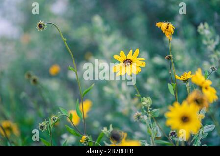 Sonnenblumen an der Küste in der Abenddämmerung Stockfoto