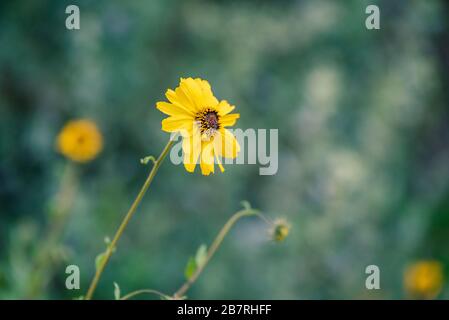 Sonnenblumen an der Küste in der Abenddämmerung Stockfoto