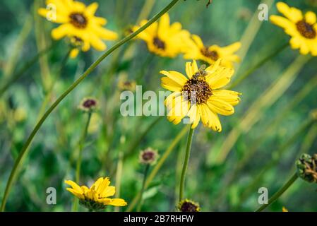 Sonnenblumen an der Küste in der Abenddämmerung Stockfoto