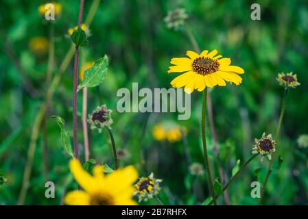 Sonnenblumen an der Küste in der Abenddämmerung Stockfoto