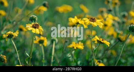 Sonnenblumen an der Küste in der Abenddämmerung Stockfoto