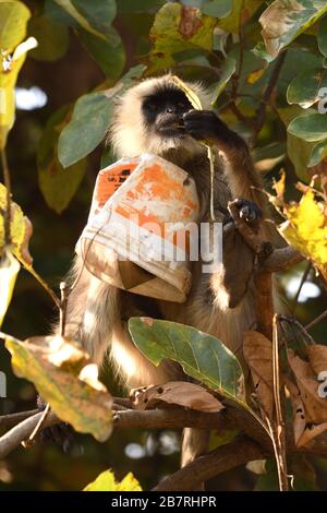 Grau Langur oder Hanuman Lansur sitzen auf Baum und essen, während sie Plastikflasche in einer Hand im Bandhavgarh National Park halten, das kann ein gutes Co sein Stockfoto