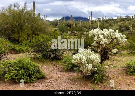 Arizonas Sonoran-Wüste bei einem Sturm. Teddybär Cholla Kaktus im Vordergrund; Saguaro und Ocotillo Kaktus im Hintergrund; in Wolken überzogene Hügelkuppe. Stockfoto