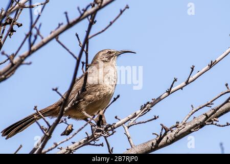 California Thrasher (Toxostoma redivivum) thront auf einem Baum; South San Francisco Bay Area, Kalifornien; diese in Kalifornien heimische Art befindet sich auf dem Y Stockfoto