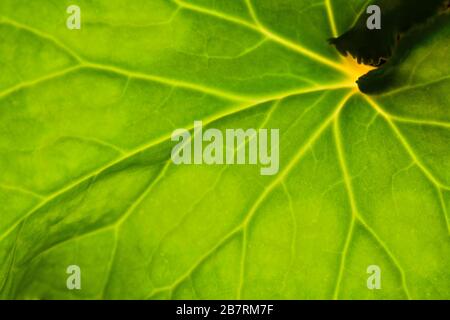Grünes Blatt auf einem schwarzen Hintergrundmakro Stockfoto