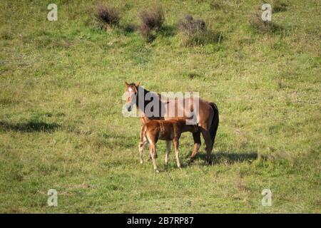 Ein Kaimanawa-Wildpferd füttert ihr Fohlen auf dem grünen Grasland Stockfoto