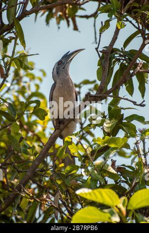 Der indische graue Hornbill ist ein häufiger Hornbill, der auf dem indischen Subkontinent gefunden wird. Sie ist meist arboreal und wird häufig paarweise gesichtet. Stockfoto