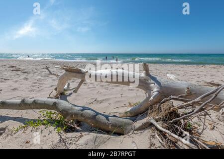 Alter Baum Wurzel ist an einem Sandstrand mit Blick auf das Meer überstanden. Stockfoto