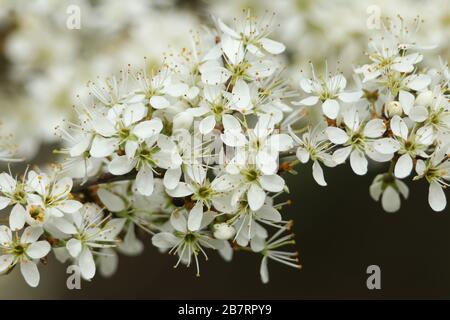 Ein Zweig des blühenden Schwarzdorns, Prunus spinosa, wächst in freier Wildbahn in Großbritannien. Stockfoto