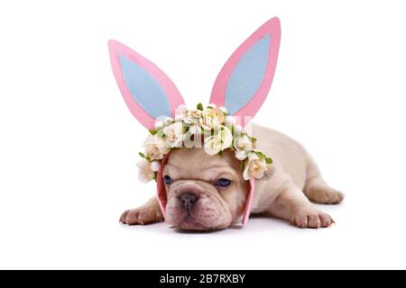 Süße Creme französischer Bulldogge Welpe als osterhase mit rosafarbenen Kaninchenohren Stirnband mit Blumen auf weißem Hintergrund verkleidet Stockfoto