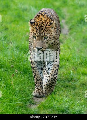Panthera pardus kotiya aus Sri Lanka. Stockfoto
