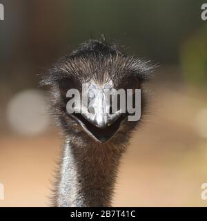 Emu Stockfoto