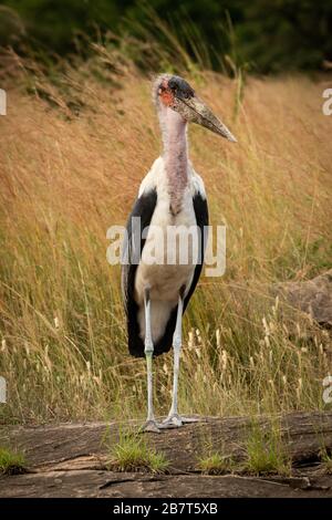 Marabou Stork steht auf einer rockigen Kamera Stockfoto