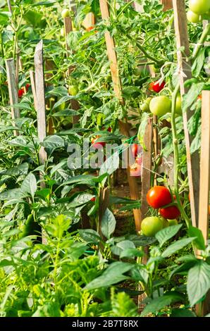 Gemüse wird in einem Gewächshaus angebaut. Reife Tomaten und junge Pfefferwürmlinge. Erste Frühlingsernte von roten reifen Tomaten. Ökologischer Landbau. Vertikal für Stockfoto