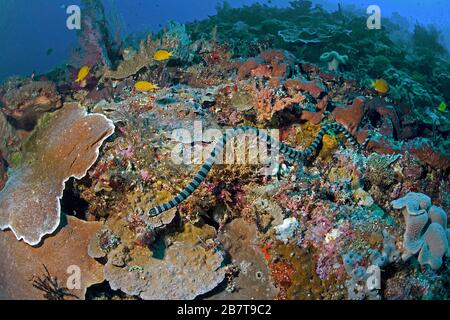 Gebänderter Meerkrait oder Gelb-Lipped Sea Krait (Laticauda colubrina), venoumöse Seeschlange, Sabang-Strand, Mindoro, Philippinen Stockfoto