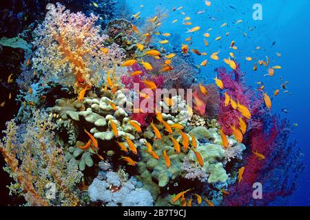 Juwelenfee Basslet, lyrendal anthias (Pseudanthias squamipinnis), Kreuzfahrt über ein Korallenriffe, Marsa Alam, Ägypten Stockfoto