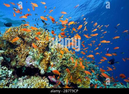 Juwelenfee Basslet, lyrendal anthias (Pseudanthias squamipinnis), Kreuzfahrt über ein Korallenriffe, Sinai, Ägypten Stockfoto