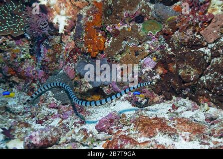 Gebänderter Meerkrait oder Gelb-Lipped Sea Krait (Laticauda colubrina), venoumöse Seeschlange, Sabang-Strand, Mindoro, Philippinen Stockfoto