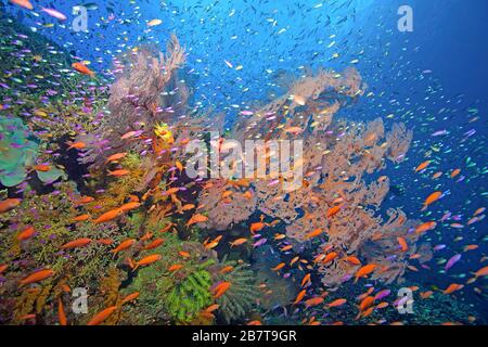 Fee Basslets, Anthias (Anthiadinae), Kreuzfahrt über ein Korallenriffe, Bali, Indonesien Stockfoto