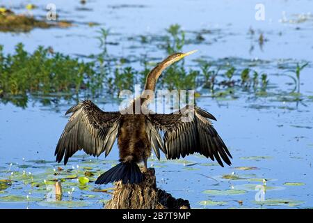 Great Cormorant (Phalacrocorax carbo), Northern Territory, Australien Stockfoto