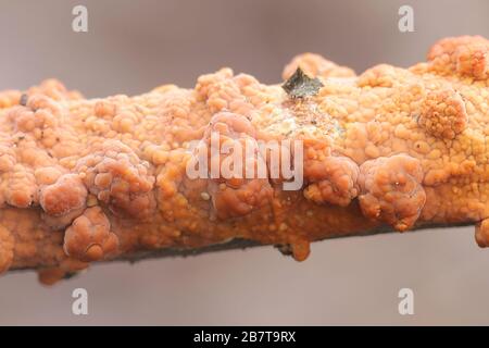 Peniophora incarnata, bekannt als rosige Kruste, Wildpilz aus Finnland Stockfoto