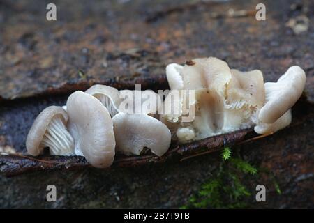 Pleurotus ostreatus, bekannt als Perlmutt-Austernpilz oder Winterauster, wilder Speisepilz aus Finnland Stockfoto