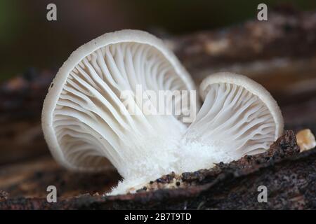 Pleurotus ostreatus, bekannt als Perlmutt-Austernpilz oder Winterauster, wilder Speisepilz aus Finnland Stockfoto