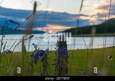 Lila Hyazinthe mit verschwommenem Meer auf der Insel Skye im Hintergrund bei Sonnenuntergang Stockfoto