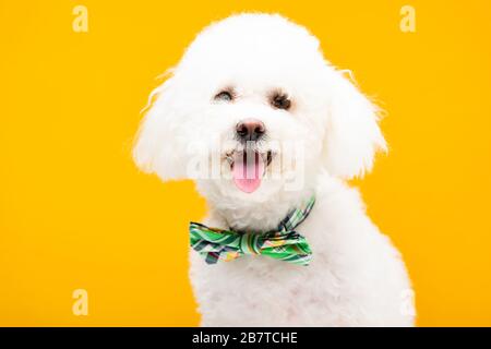 Süßer bichon-havanese-Hund mit Fliege und Blick auf die Kamera isoliert auf Gelb Stockfoto