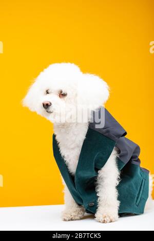 Süßer bichon-havanese-Hund in Weste auf weißer Oberfläche isoliert auf Gelb sitzend Stockfoto