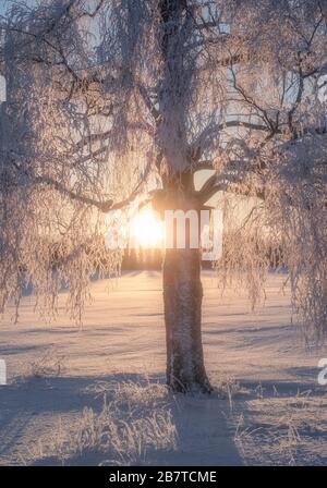 Malerische Winterlandschaft mit einsamen Kahn fallenden Baum und Sonnenaufgang am Morgen Zeit in Finnland. Stockfoto