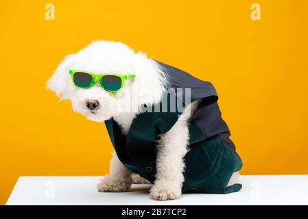 Süßer bichon-havanese-Hund in Weste und Sonnenbrille auf weißer Oberfläche isoliert auf Gelb Stockfoto