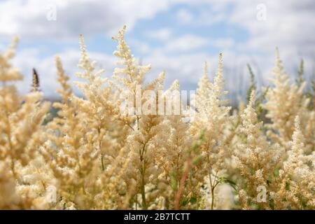 Zweig der weißen blühenden Astylbe Chinensis mit blauem Himmelshintergrund. Weiße Blumen von Astylbe japonica. Stockfoto