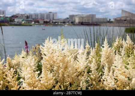 Blühende astylbe im Stadtpark. Weiße Blumen von Astylbe japonica - falscher Ziegenbart, falscher Spirea. Stockfoto