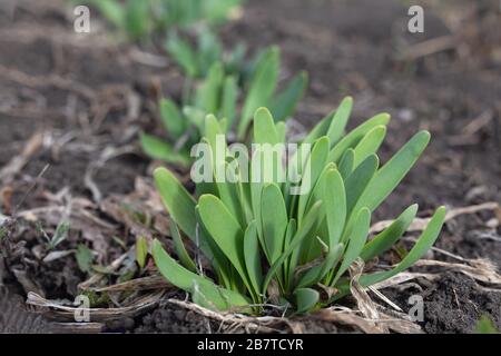 Die ersten Frühlingsgrüns. Frische grüne Frühschoppen von Zwiebeln schmaler. Stockfoto