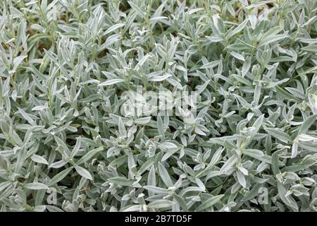 Grüner Zweig mit Blättern von Lavendelpflanzen. Junge gemeine Blätter, erste Triebe von Lavandula stoechas. Stockfoto