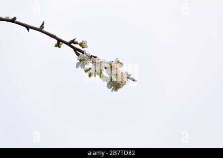 Ast mit Blumen in einem apfelbaum Stockfoto