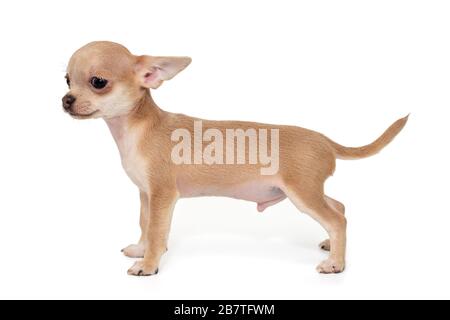 Kleine, beige Farbe Chihuahua Welpe isoliert auf weißem Hintergrund Stockfoto