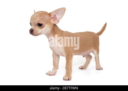 Kleine, beige Farbe Chihuahua Welpe isoliert auf weißem Hintergrund Stockfoto