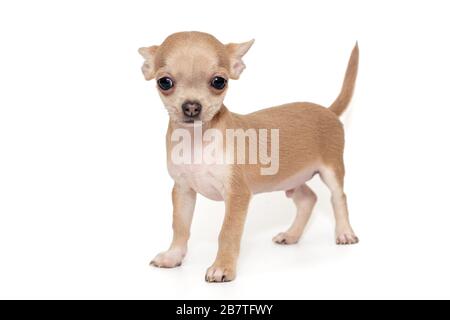 Kleine, beige Farbe Chihuahua Welpe isoliert auf weißem Hintergrund Stockfoto