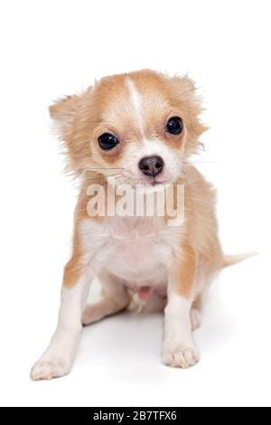 Kleine, beige Farbe Chihuahua Welpe isoliert auf weißem Hintergrund Stockfoto