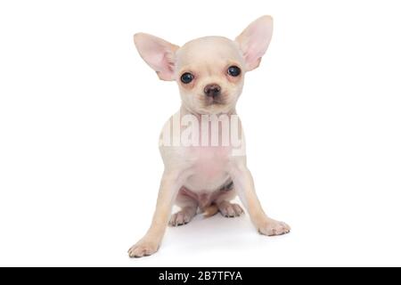 Kleine, weiße Farbe Chihuahua Welpen isoliert auf einem weißen Hintergrund Stockfoto