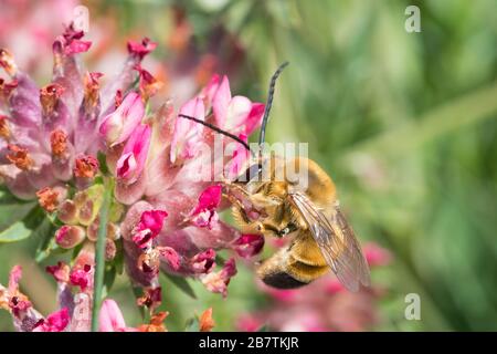 Langhornbiene, Langhorn-Biene, Männchen, Eucera nigrescens, Eucera tuberculata, Langhorn-Biene, männlich, Kroatien, Kroatien Stockfoto