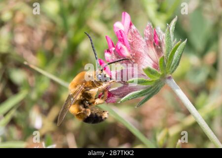 Langhornbiene, Langhorn-Biene, Männchen, Eucera nigrescens, Eucera tuberculata, Langhorn-Biene, männlich, Kroatien, Kroatien Stockfoto